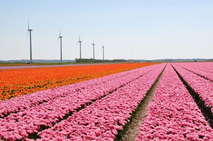 Tulpen velden Zijpe